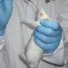 Oral dosing of animal by experimenter